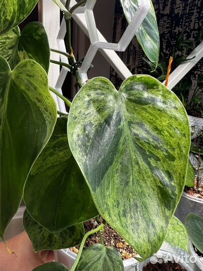 Филодендрон Хедерациум вариегатный