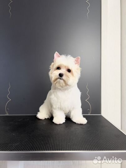 Белый йорк (девочка, стандарт)