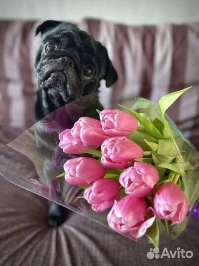 Мопс для вязки