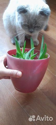 Алоэ. Столетник