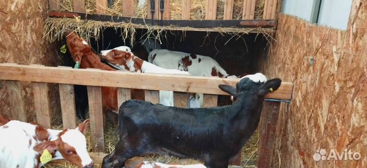 Телята. Доставка бесплатно