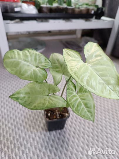 Комнатные растения