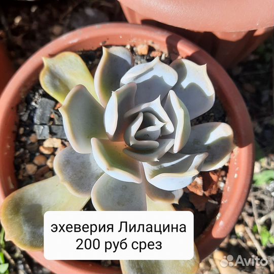 Суккуленты листья-детки