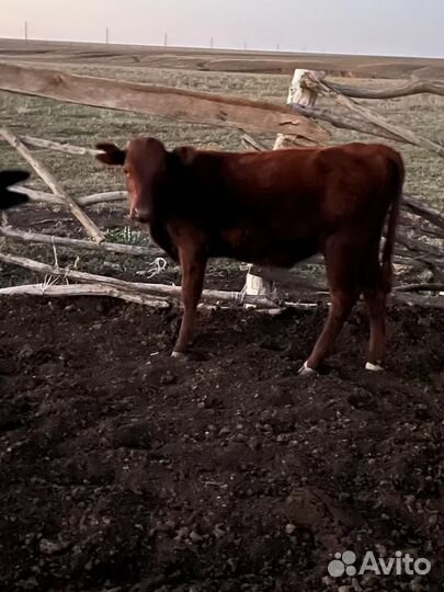 Два бычка и телята