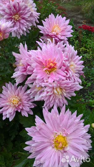 Хризантемы мультифлора