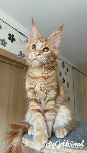 Котята мейн-кун полидакт