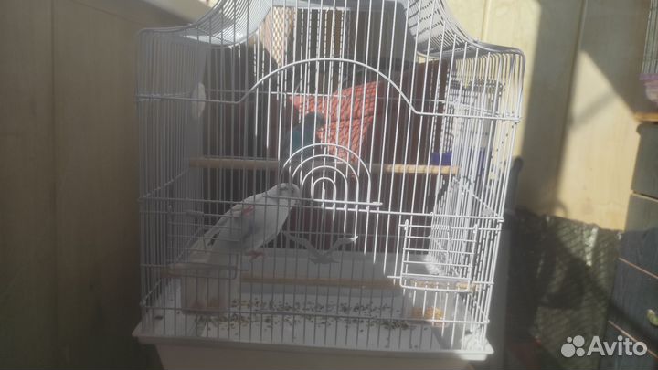 Волнистые попугаи с клеткой