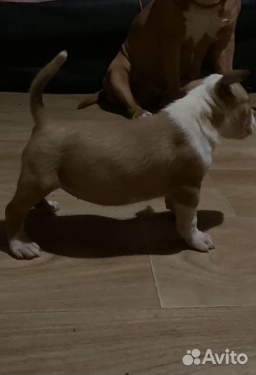 Бультерьер