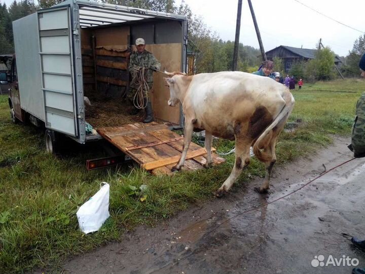 Перевозка животных