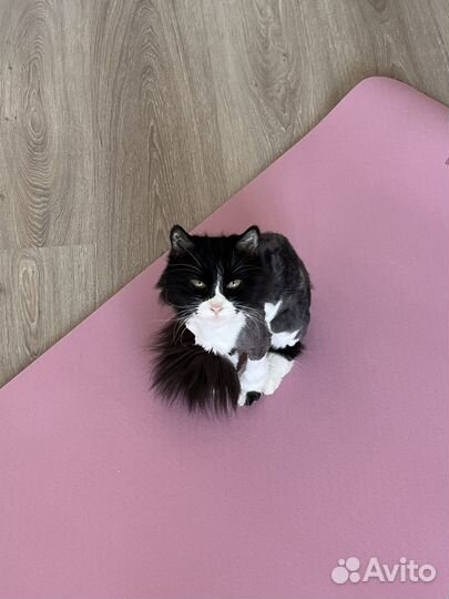 Миниатюрная кошечка в добрые руки