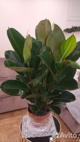 Фикус эластика робуста 110-120 см 3 ствола