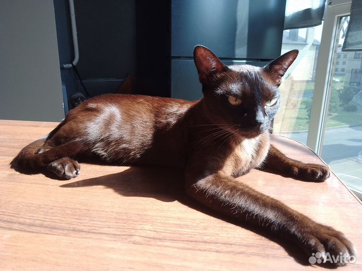 Котята бурманской кошки