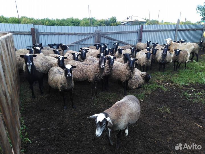 Овцы романовской породы