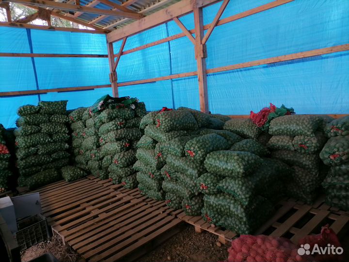 Продам картофель желтый