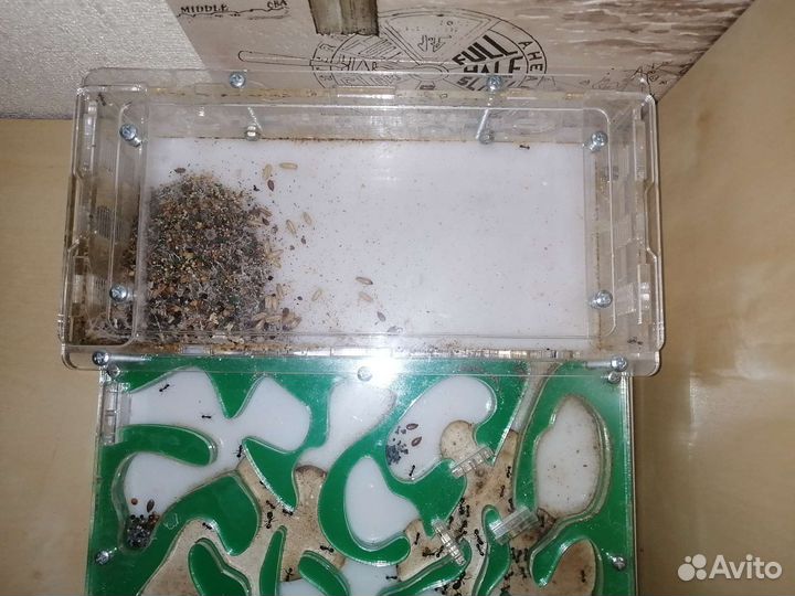 Муравьиная ферма