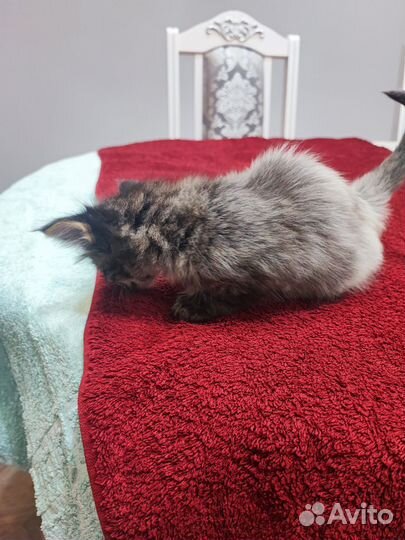 Котята мейн кун
