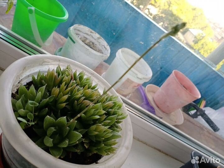 Цветы комнатные Сукулент Хавортия