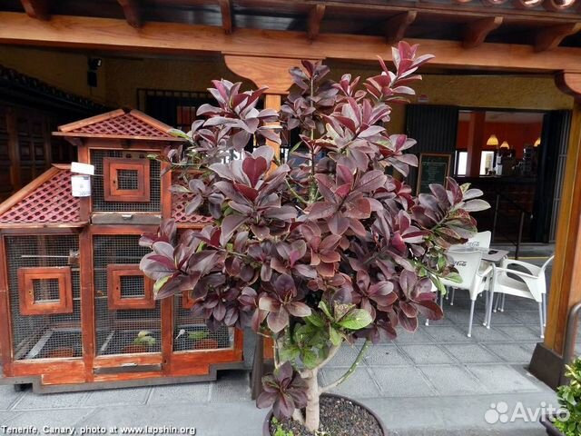 Синадениум - Дерево любви