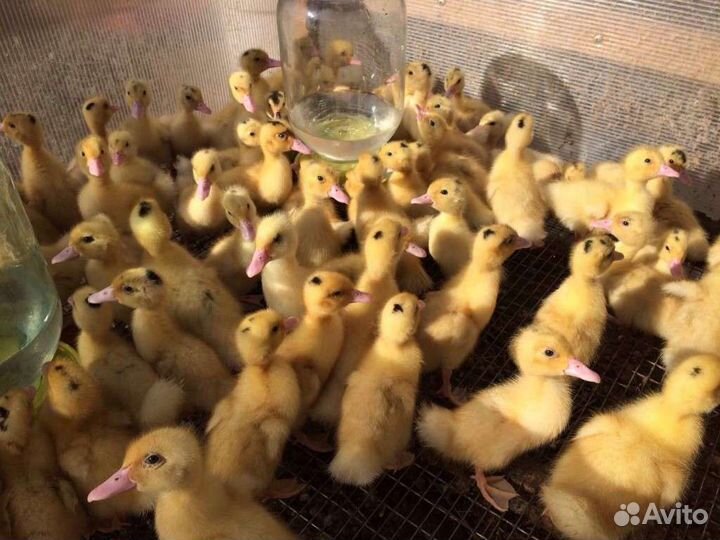 Бройлер Мулард Утята Гусята
