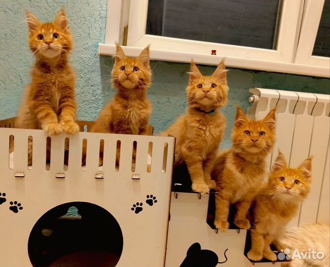 Кистястые мейн куны из питомника