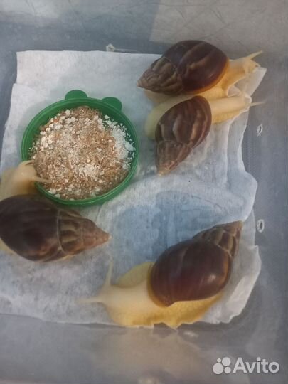 Улитки Ахатины