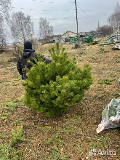 Сосны новогодние опт