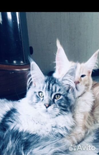 Мейн кун - вязка и котята