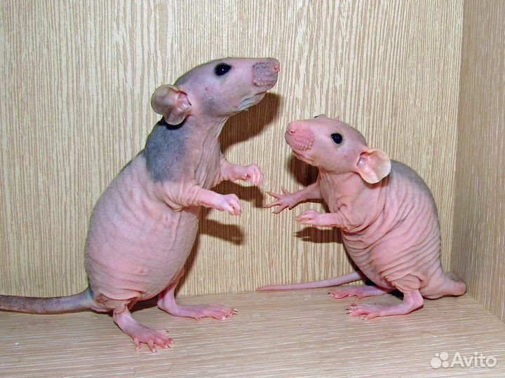 Крысы сфинксы