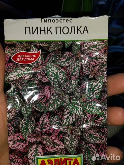 Комнатные цветы