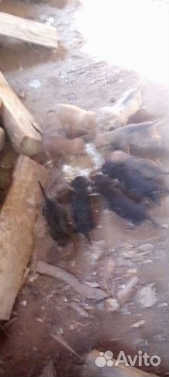 Собаки щенки бесплатно