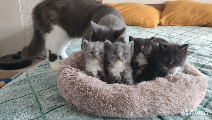 Котята в добрые руки