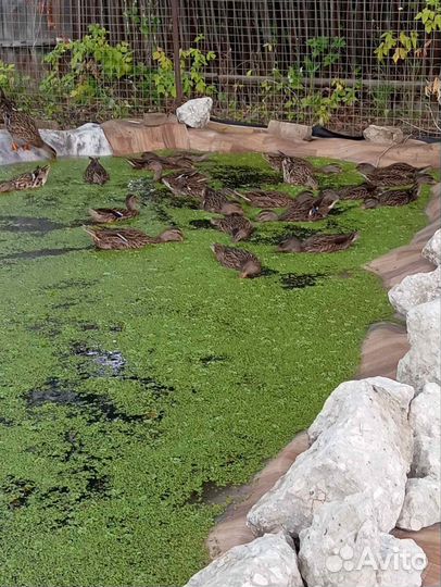 Утка подсадная