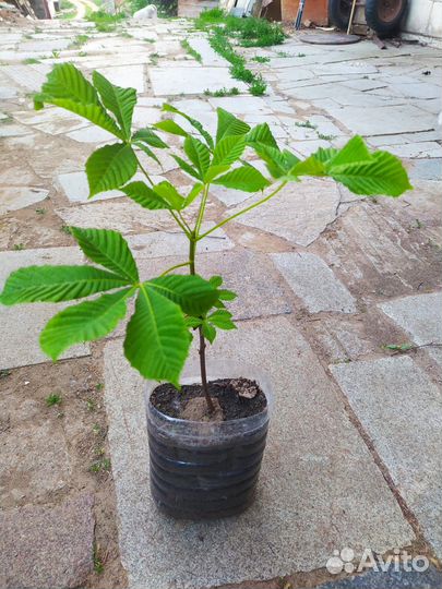 Каштан конский