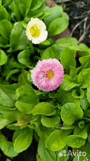 Цветы садовые, саженцы