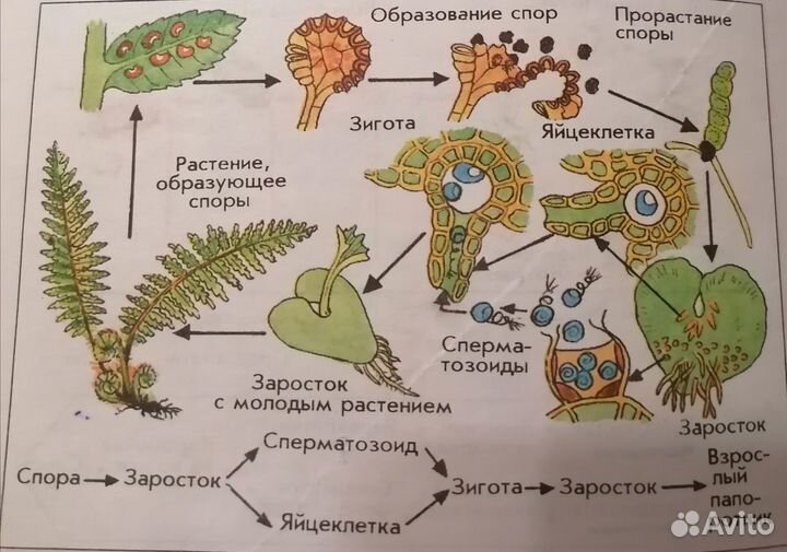 Репетитор по биологии