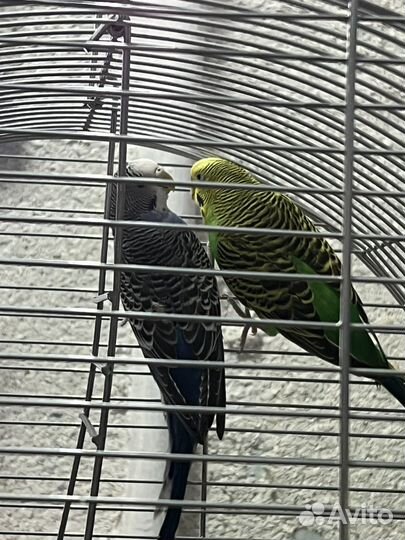 Волнистый попугай пара