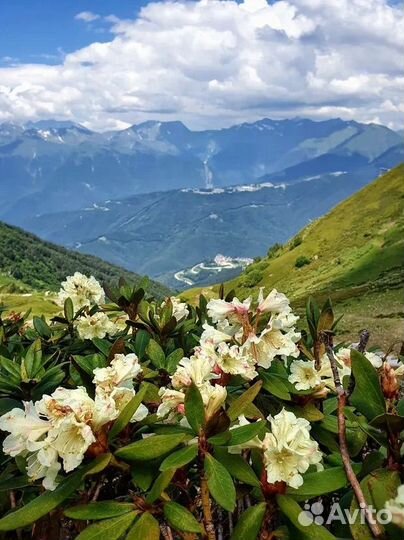 Экскурсия на Красную Поляну и Роза Хутор