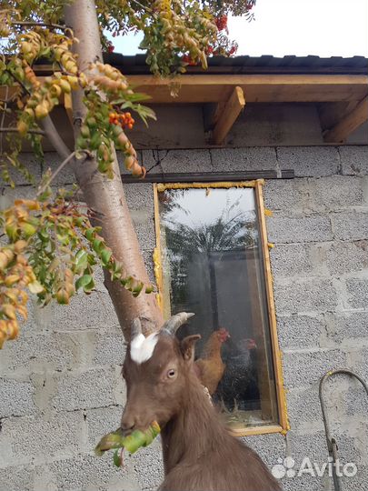 Козел ламанча