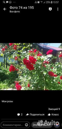 Рассада многолетних цветов,саженцы