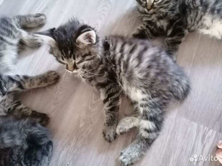 Курильский бобтейл
