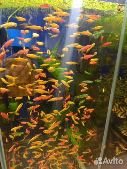 Аквариумные рыбки