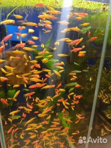 Аквариумные рыбки