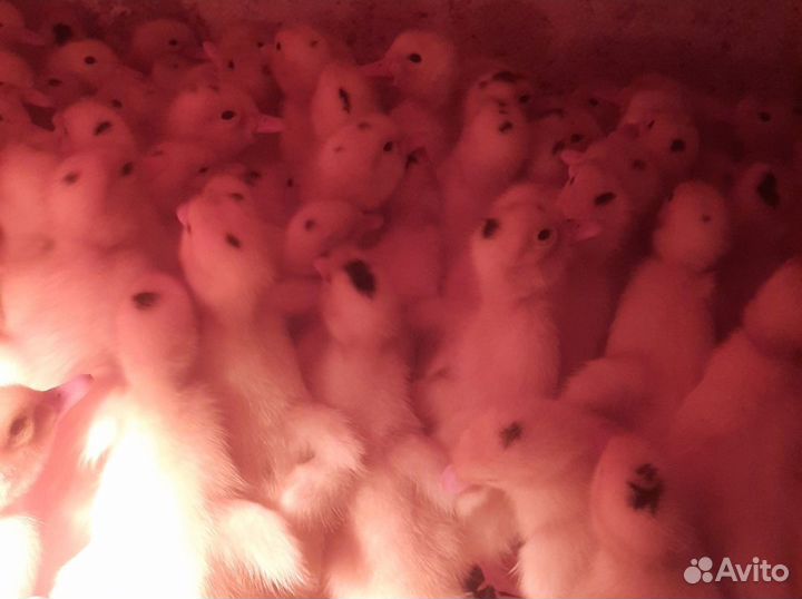 Утята Муларды