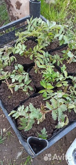 Тибетская малина саженцы