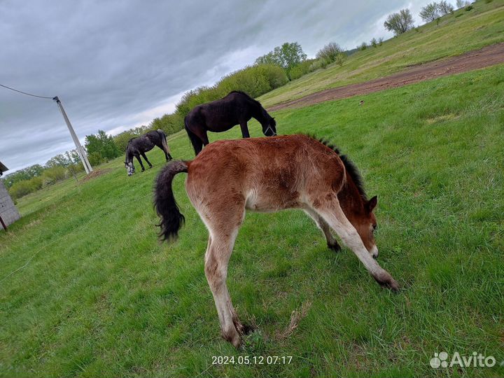 Лошади кобылки
