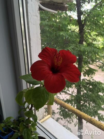 Китайская роза