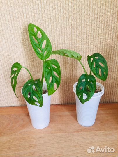 Комнатные цветы. Монстера Манки.Эпипремнум