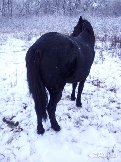 Лошадь кабыла жеребенок