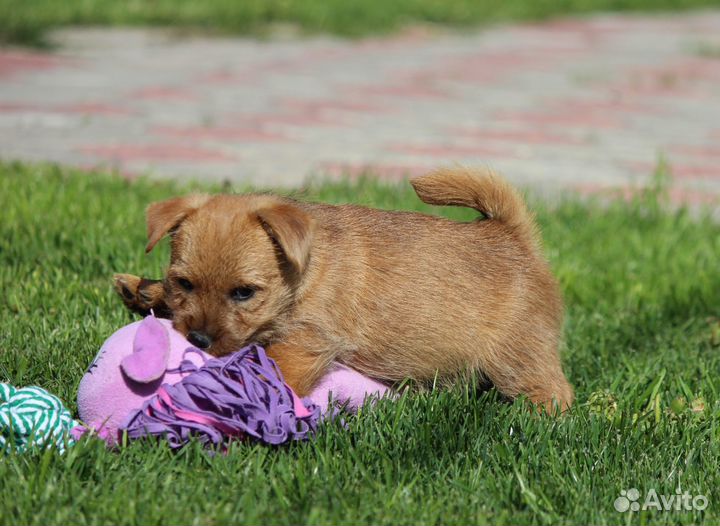 Щенки норвич-терьера из племенного питомника