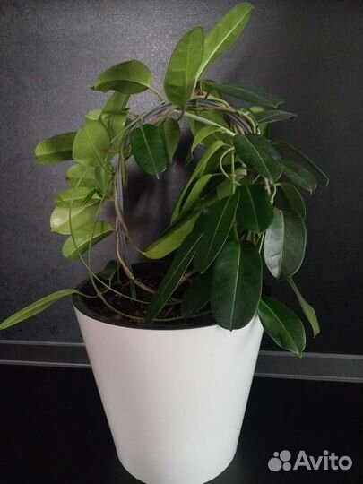 Хойя жасмин